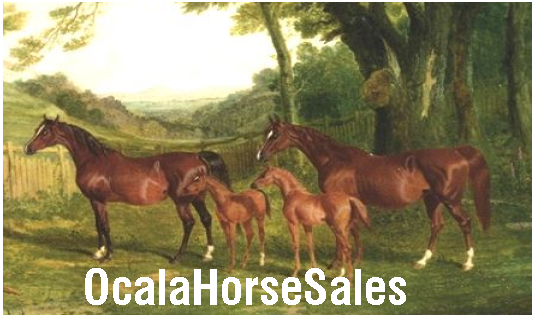 Horse Shoe